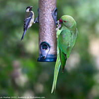 Buy canvas prints of Ring Necked Parakeet and Great Tit on a feeder by Simon Marlow