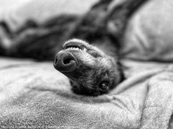 Relaxing Lurcher Picture Board by Simon Marlow