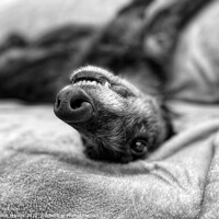 Buy canvas prints of Relaxing Lurcher by Simon Marlow