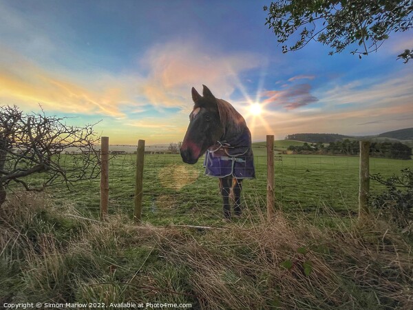 Horse at sunrise Picture Board by Simon Marlow