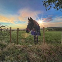 Buy canvas prints of Horse at sunrise by Simon Marlow