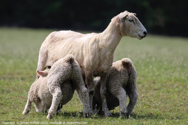 Spring Lambs Picture Board by Simon Marlow