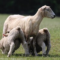Buy canvas prints of Spring Lambs by Simon Marlow