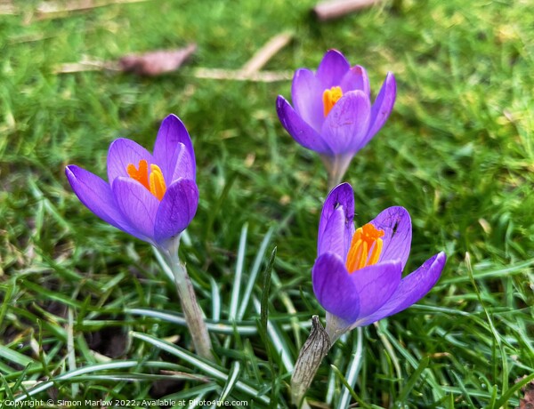 Spring Crocus Picture Board by Simon Marlow