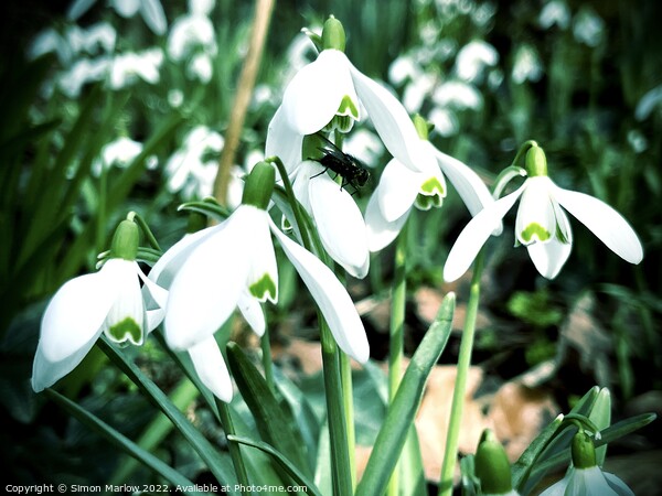 Snowdrops Picture Board by Simon Marlow