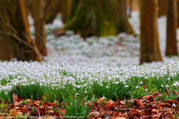 Pure White Snowdrops A Sign of Spring Picture Board by Simon Marlow