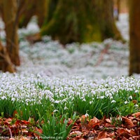 Buy canvas prints of Pure White Snowdrops A Sign of Spring by Simon Marlow