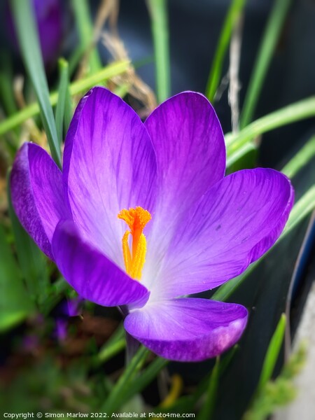 Vibrant Spring Crocus Flower Picture Board by Simon Marlow