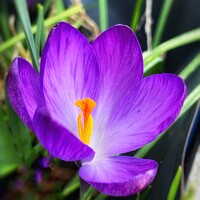 Buy canvas prints of Vibrant Spring Crocus Flower by Simon Marlow
