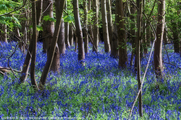 Enchanting Bluebell Delight Picture Board by Simon Marlow