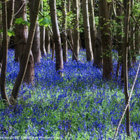 Buy canvas prints of Enchanting Bluebell Delight by Simon Marlow