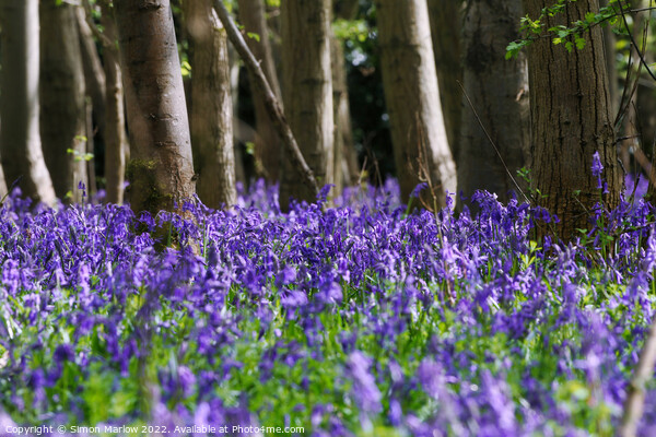 Bluebells in a forest Picture Board by Simon Marlow
