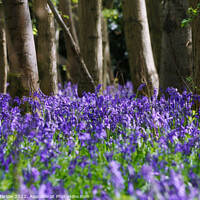 Buy canvas prints of Bluebells in a forest by Simon Marlow