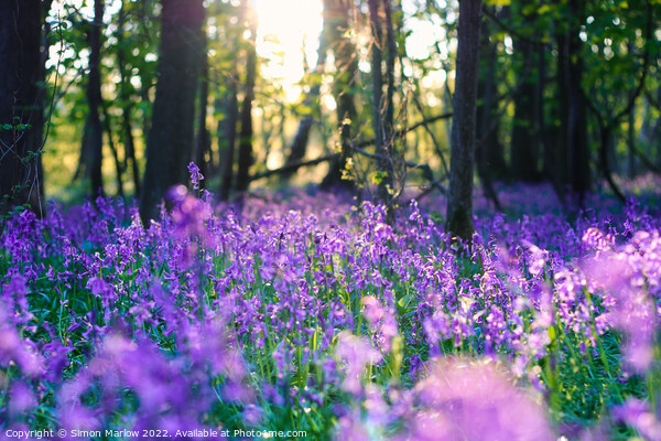 Enchanting Bluebells Forest Picture Board by Simon Marlow