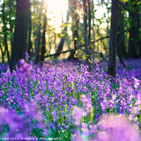 Buy canvas prints of Enchanting Bluebells Forest by Simon Marlow