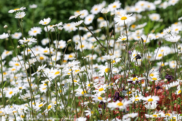 A Dramatic Oxeye Daisy Collection Picture Board by Simon Marlow
