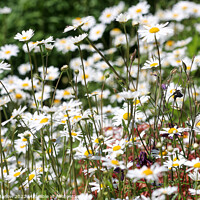 Buy canvas prints of A Dramatic Oxeye Daisy Collection by Simon Marlow