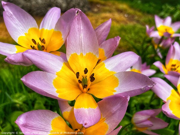 Delicate Beauty of Spring Tulipa Saxatilis Picture Board by Simon Marlow