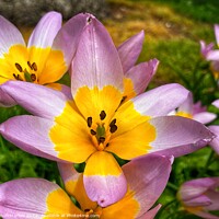 Buy canvas prints of Delicate Beauty of Spring Tulipa Saxatilis by Simon Marlow