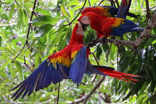 Pair of wild Macaws in Costa Rica Picture Board by Simon Marlow