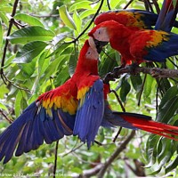 Buy canvas prints of Pair of wild Macaws in Costa Rica by Simon Marlow