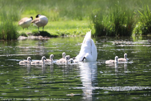 Graceful Mother Swan and Her Nine Adorable Cygnets Picture Board by Simon Marlow