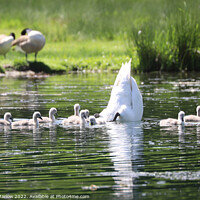 Buy canvas prints of Graceful Mother Swan and Her Nine Adorable Cygnets by Simon Marlow