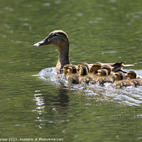 Buy canvas prints of Majestic Mallard and Her Ten Adorable Ducklings by Simon Marlow