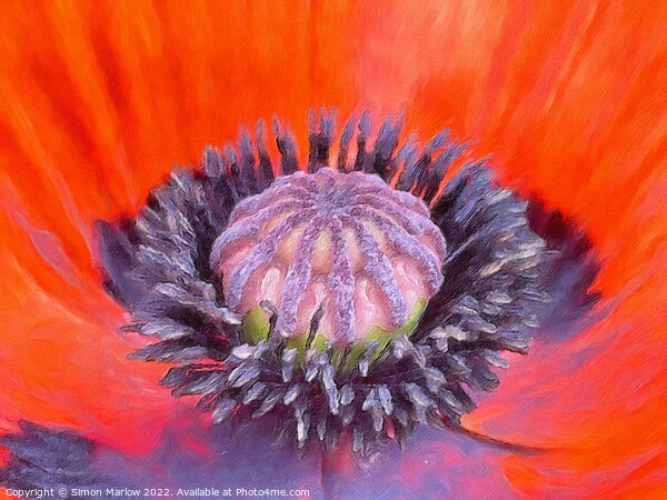 Close up of a Poppy flower Picture Board by Simon Marlow