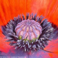 Buy canvas prints of Close up of a Poppy flower by Simon Marlow