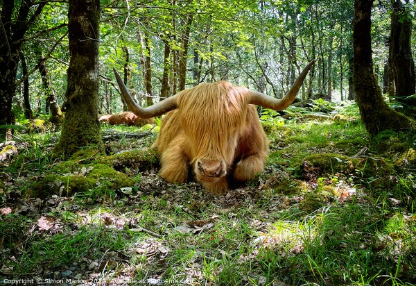 Majestic Highland Cow in Autumn Forest Picture Board by Simon Marlow