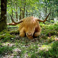 Buy canvas prints of Majestic Highland Cow in Autumn Forest by Simon Marlow