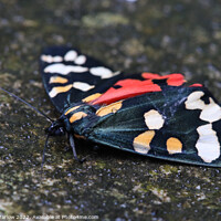 Buy canvas prints of Scarlet Tiger Moth by Simon Marlow
