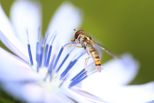 Hoverfly on a summer wild flower Picture Board by Simon Marlow