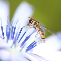 Buy canvas prints of Hoverfly on a summer wild flower by Simon Marlow