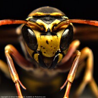Buy canvas prints of Extreme Wasp Closeup by Simon Marlow