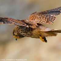 Buy canvas prints of Majestic Kestrel Hovering by Simon Marlow