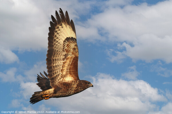 Buzzard in flight in beautiful detail Picture Board by Simon Marlow