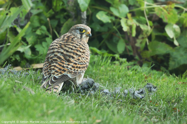 Closeup of a Kestrel watching over it's prey on grass Picture Board by Simon Marlow