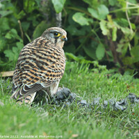 Buy canvas prints of Closeup of a Kestrel watching over it's prey on grass by Simon Marlow