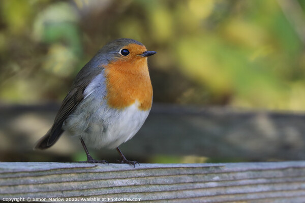 Radiant Robin Redbreast Picture Board by Simon Marlow