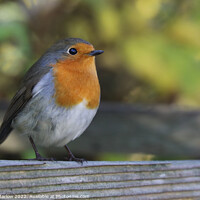 Buy canvas prints of Radiant Robin Redbreast by Simon Marlow