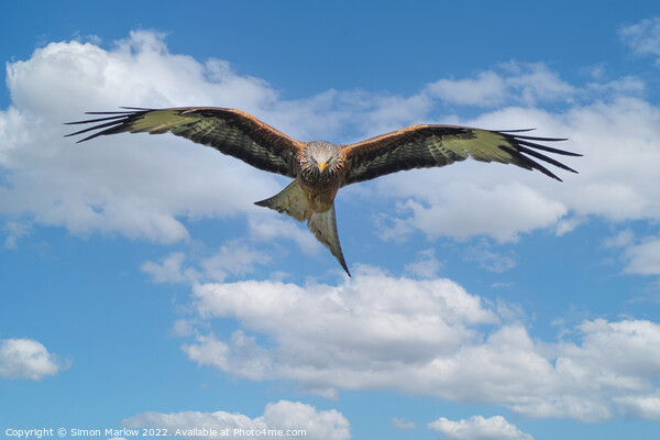 Red Kite in flight looking down Picture Board by Simon Marlow