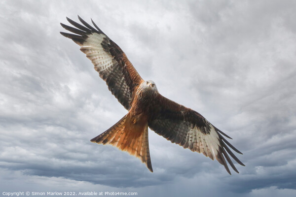 Red Kite looking straight at you Picture Board by Simon Marlow