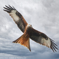Buy canvas prints of Red Kite looking straight at you by Simon Marlow