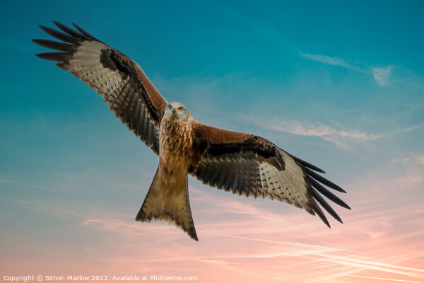 Majestic Red Kite in South Shropshire Picture Board by Simon Marlow