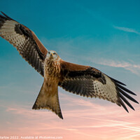 Buy canvas prints of Majestic Red Kite in South Shropshire by Simon Marlow
