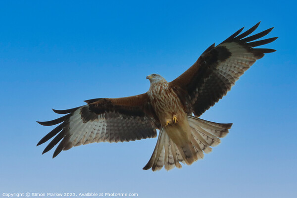 Red Kite  Picture Board by Simon Marlow