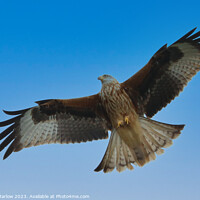 Buy canvas prints of Red Kite  by Simon Marlow