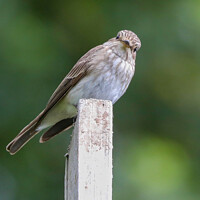 Buy canvas prints of Beautiful candid photo of a Spotted Flycatcher by Simon Marlow